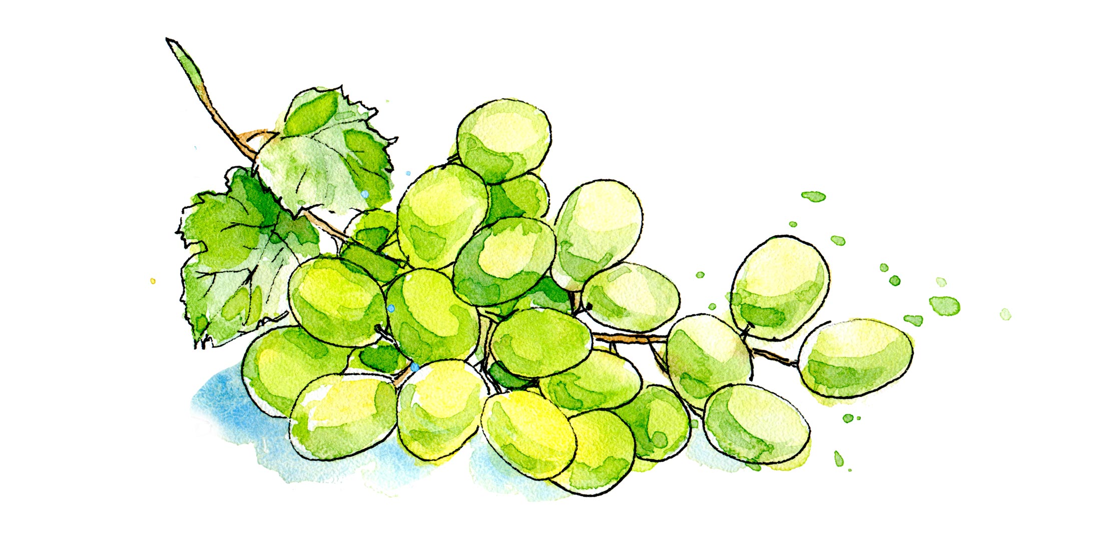 Aquarell-Illustration: gemalte weiße Weintrauben